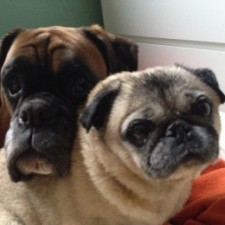 Peppers und Cooper im Büro von Immobilien Kube GmbH Peppers und Cooper im Büro von Immobilien Kube GmbH